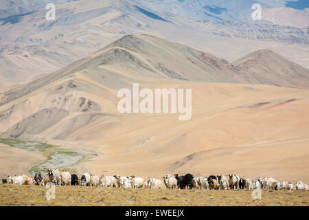 Eine Herde von Ziegen auf den Kyamayuri pass, Changtang Region Ladakh, Indien. Stockfoto