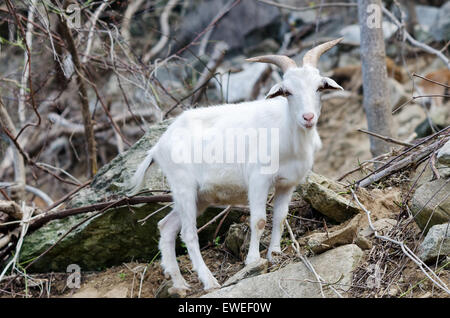 Bergziege bei Wildtieren in North Carolina, USA Stockfoto