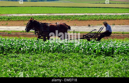 Lancaster County, Pennsylvania: Amish Landwirt Sitz Ed seinen Pflug bei der Arbeit in einem Feld von zwei Eseln gezogen * Stockfoto