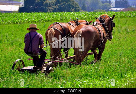 Lancaster County, Pennsylvania: Amish Bauer sitzt auf einer kleinen Farm Pinne von einem Team von zwei Pferden gezogen bei der Arbeit in einem Feld * Stockfoto