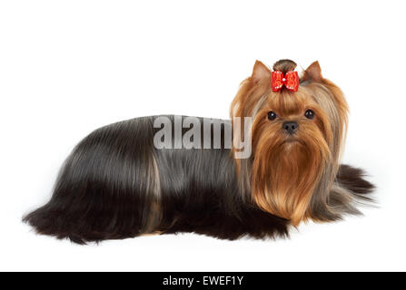 Ein Yorkshire-Terrier mit roter Schleife perfekt präpariert für Hundeausstellung liegt auf weißen Hintergrund isoliert Stockfoto