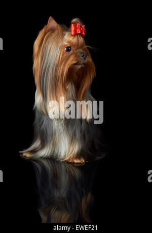 Schöne Yorkshire-Terrier mit langen Haaren und roten Schleife schaut links Stockfoto