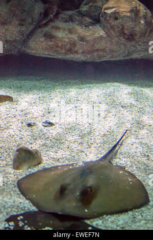 Stingray im Cretaquarium in der Nähe von Gournes, Kreta. Stockfoto