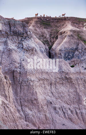 Bighorn Schafherde auf Hügel Stockfoto