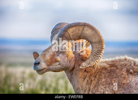 Männliche Bighorn Schafe mit Hörnern Stockfoto