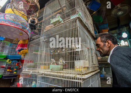 Kunde blickt auf die Käfige mit Vögel auf dem Markt der Vögel in Kabul, Afghanistan Stockfoto