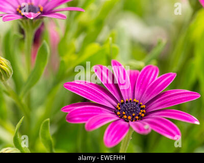 Closeup Aufnahme von Osteospermum Blumen Stockfoto