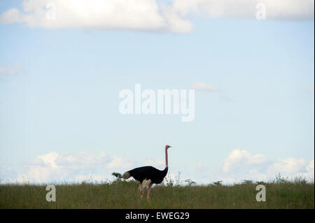 Ein Strauß steht am Horizont im Nairobi-Nationalpark in Nairobi, Kenia, am 3. Mai 2015, wie gesehen, während US-Außenminister John Kerry eine Wildlife-Tour machte und das Elefantenwaisenhaus Sheldrick vor einer Reihe von Sitzungen der Regierung besucht. Stockfoto