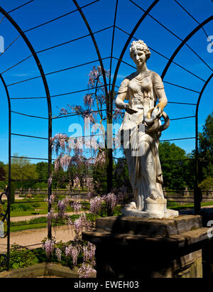 Blauregen wächst in dem Spalier Walk neben Statue in Trentham Gardens in der Nähe von Stoke-on-Trent Staffordshire England UK Stockfoto