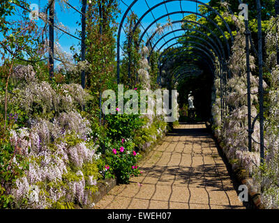 Blauregen wächst in dem Spalier Walk in Trentham Gardens in der Nähe von Stoke-on-Trent Staffordshire England UK Stockfoto