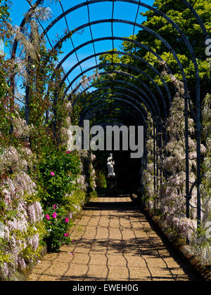 Blauregen wächst in dem Spalier Walk in Trentham Gardens in der Nähe von Stoke-on-Trent Staffordshire England UK Stockfoto