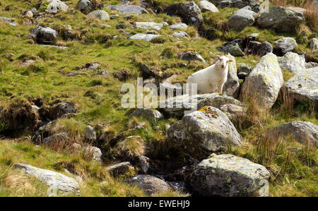 Jungen walisischen Lamm auf der Bergseite, Snowdonia Stockfoto