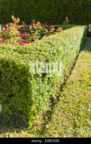 ordentlich frisch gestutzte Buchsbaum dekorative Hecke um einen kleinen Rosengarten mit geraden Kanten und Linien Buxus Stockfoto