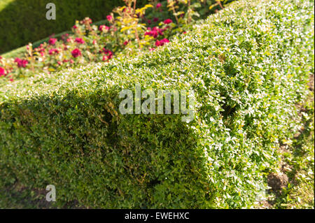 ordentlich frisch gestutzte Buchsbaum dekorative Hecke um einen kleinen Rosengarten mit geraden Kanten und Linien Buxus Stockfoto