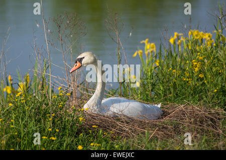 Eine weibliche Höckerschwan (Cygnus Olor) sitzt auf ihren Eiern in ein Nest neben einem Teich. Stockfoto