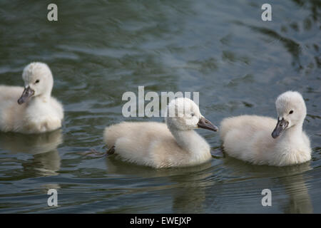 Drei junge Höckerschwan (Cygnus Olor) Cygnets schwimmen auf der Oberfläche eines Teiches. Stockfoto