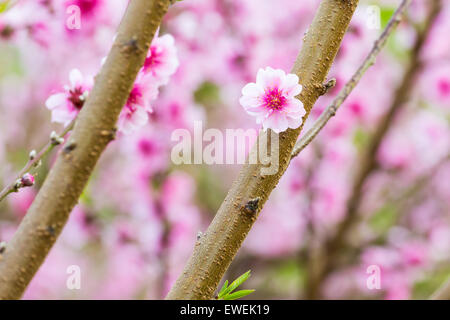 Himalayan Wildkirsche Stockfoto