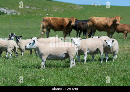 Herde von Schafen und Herde des Viehs in derselben Weide, Cumbria, UK. Stockfoto