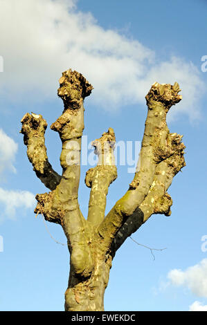 Stark beschnitten London Platane (Platanus X hispanica) in Surburban street, London Borough of Haringay, England Großbritannien UK Stockfoto