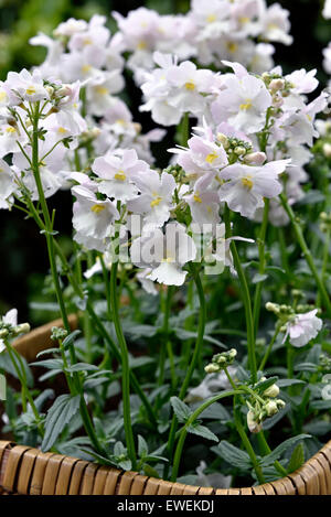 Nemesia Wisley Vanille Stockfoto
