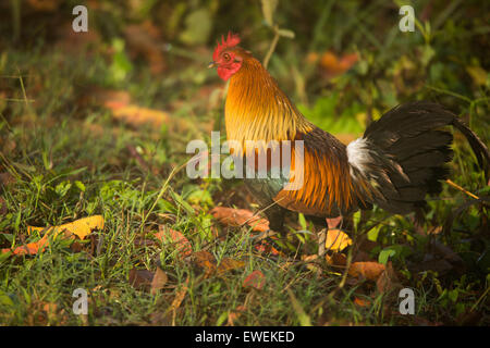 Eine männliche Red Kammhuhnprojekte, Chitwan, Nepal. Die Vorfahren des Haushuhns. Stockfoto