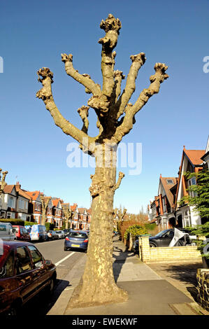 Stark beschnitten London Platane (Platanus X hispanica) in Surburban street, London Borough of Haringay, England Großbritannien UK Stockfoto