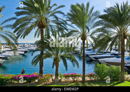 Puerto Portals Portals Nous Marina Palmen & Bougainvillea mit Luxusyachten, die in Puerto Portals Palma de Mallorca Balearen festgemacht sind Inseln Spanien Stockfoto