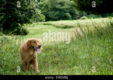 Erwachsenen Golden Retriever Hund ein Spaziergang durch eine große Wiese mit einem Hintergrund von Bäumen in der Natur Stockfoto