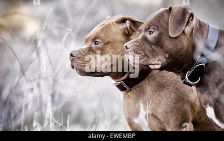 Zwei Staffordshire Bull Terrier Hunde nebeneinander Profil in der Natur mit starrem Blick Stockfoto