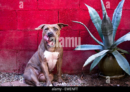 Humorvolles Porträt von Pitbull Hundesitting an roten Blockwand lecken Koteletts neben Kaktus Topfpflanze Stockfoto