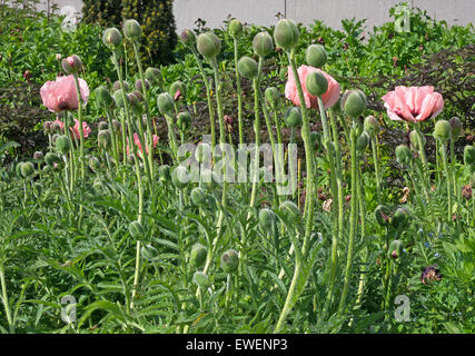 Blasse Lachs rosa Mohnblumen Closeup und Knospen im Freien im Juni, Schweden. Stockfoto