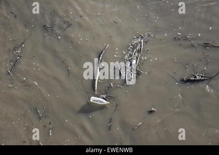 Verschmutzten Fluss Stockfoto