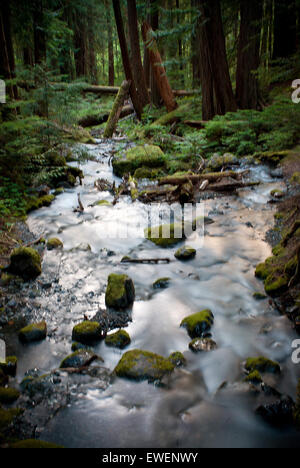 Kaskaden unterhalb Lupine Fälle im Strathcona Provincial Park, Vancouver Island, British Columbia, Kanada. Stockfoto