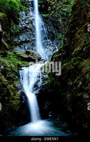 Lupine fällt im Strathcona Provincial Park, Vancouver Island, British Columbia, Kanada. Stockfoto