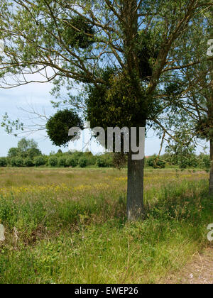 Mistel wächst in einem Baum auf den Somerset Levels, UK Stockfoto
