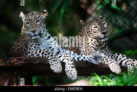 Indischer Leopard Stockfoto