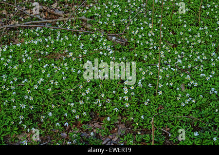 Frühling Blumen Schneeglöckchen Anemone. Stockfoto