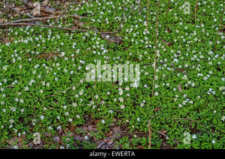 Frühling Blumen Schneeglöckchen Anemone. Stockfoto