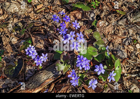 Frühling Blumen Leberblümchen. Stockfoto