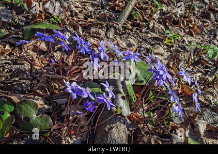 Frühling Blumen Leberblümchen. Stockfoto