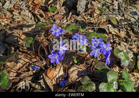 Frühling Blumen Leberblümchen. Stockfoto