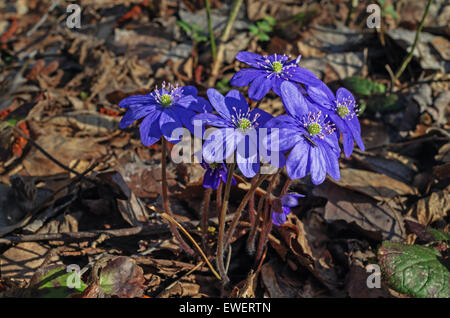 Frühling Blumen Leberblümchen. Stockfoto