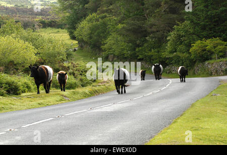 Herde von kostenlose Roaming-Galloway Rinder auf den Straßen & Moor von Dartmoor, Wandern auf Asphalt beiderseits der weißen Linie Stockfoto