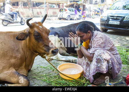 Mumbai, Maharashtra, Indien. 11. März 2015. 11. März 2015 - Mumbai, Indien:. Eine Hindu-Frau bietet Gebete zu einer Kuh. Die Kuh gilt als heilig & wird als "GoMata" oder "Mutter-Kuh" in der hinduistischen Kultur bezeichnet. Kühe sind vor vielen Hindu-Tempel, wo die Anhänger Futter für die Kühe & beten bieten, geparkt.---.STORY:. Das Rindfleischexportverbot, das an den Bundesstaat Maharashtra in Indien in diesem Monat durch die hinduistische nationalistische BJP-Partei regiert verhängt wurde, erweitert das bestehende Verbot des Schlachtens Kühe, Bullen und Ochsen. Unter dem neuen Gesetz, Verkauf oder Besitz von Stockfoto