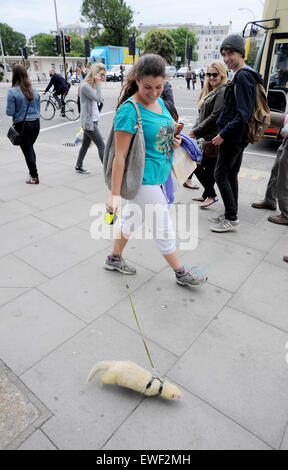 Brighton UK 23. Juni 2015 - Jessica Martin kann oft gesehen zu Fuß ihr Haustier weiße Frettchen namens "Little Buddha" in den Straßen von Brighton, wo er bekannt geworden ist Stockfoto