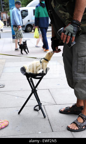 Brighton UK 23. Juni 2015 - Jessica Martin kann oft gesehen zu Fuß ihr Haustier weiße Frettchen namens "Little Buddha" in den Straßen von Brighton, wo er bekannt geworden ist Stockfoto