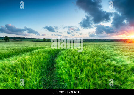 Ein Bereich der frische grüne Gerste wächst in Cornwall Stockfoto