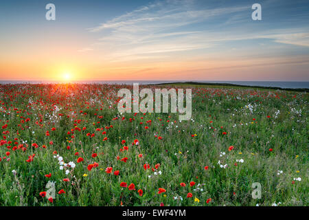 Eine Wiese von Wildblumen und Mohn über Polly Joke Strand von West Pentire in Cornwall Stockfoto