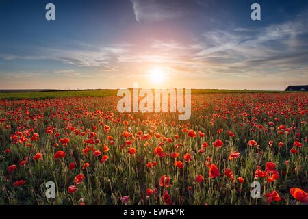 Sonnenuntergang über einem Feld von Mohn Stockfoto