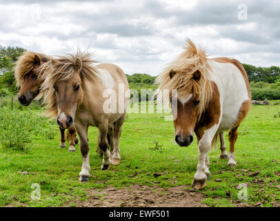 Moorland Ponys auf Bodmin Moor in Cornwall Stockfoto